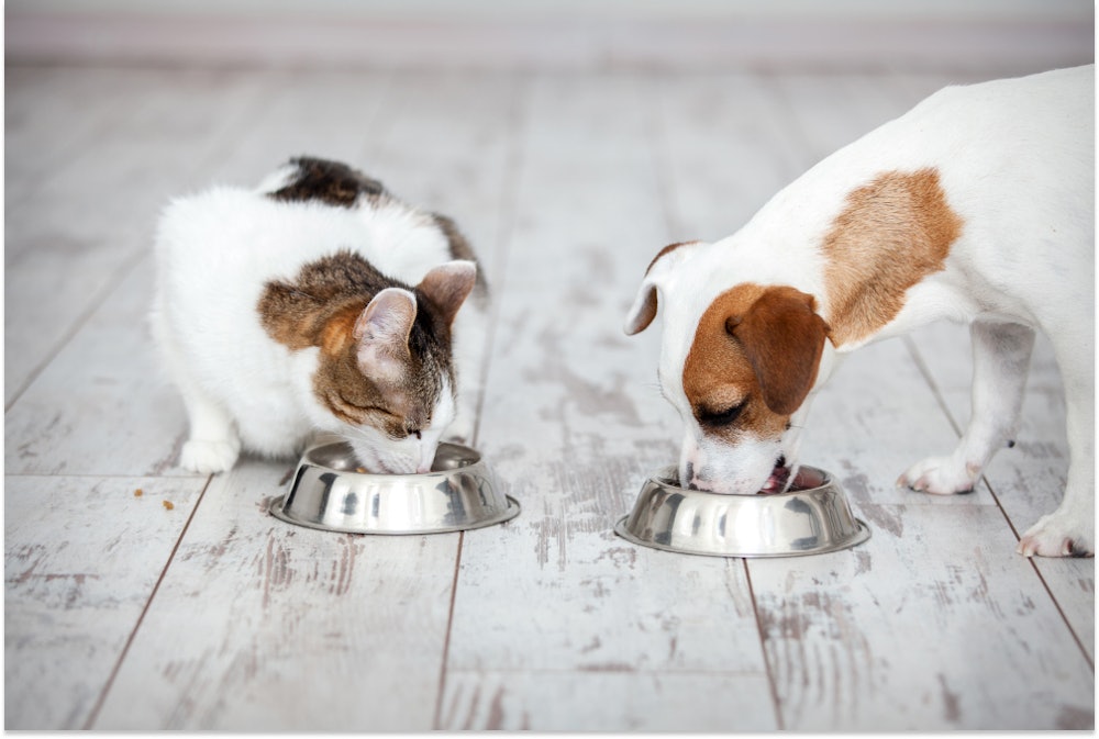 How to Read Pet Food Labels: Our Top Tips