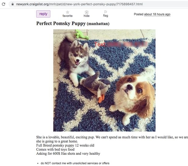 Example of online puppy scam