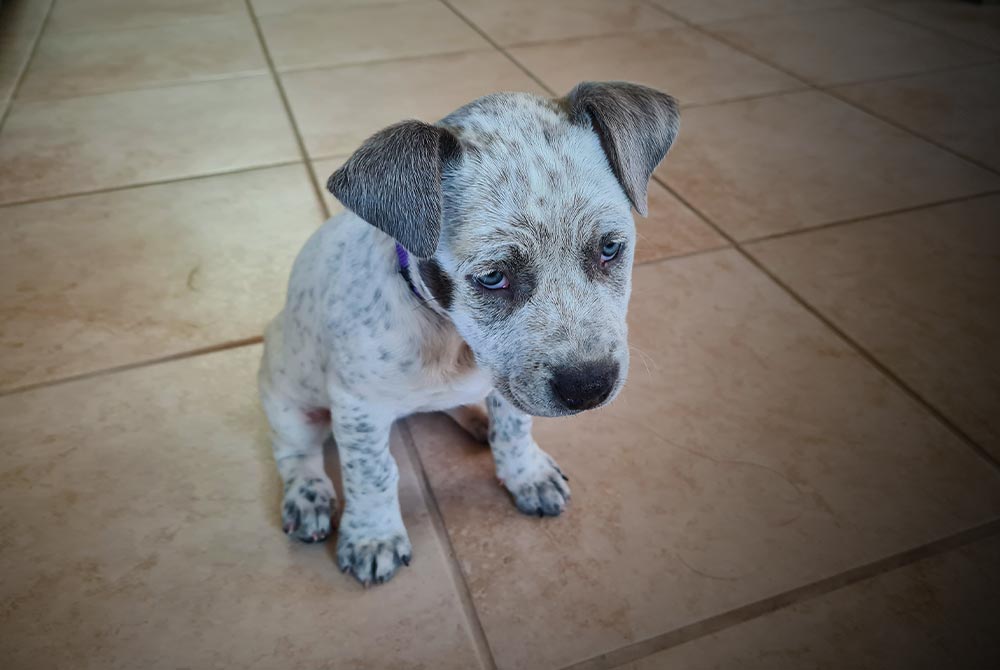 Craigslist australian cattle dog hot sale puppies